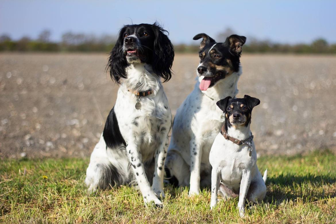 Engelsk springer spaniel Liva billede 7