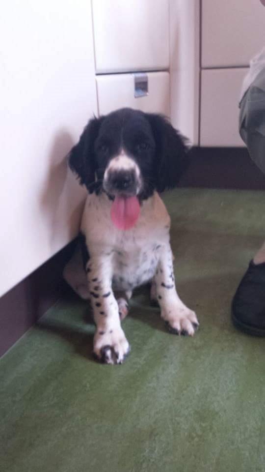 Engelsk springer spaniel Liva billede 1