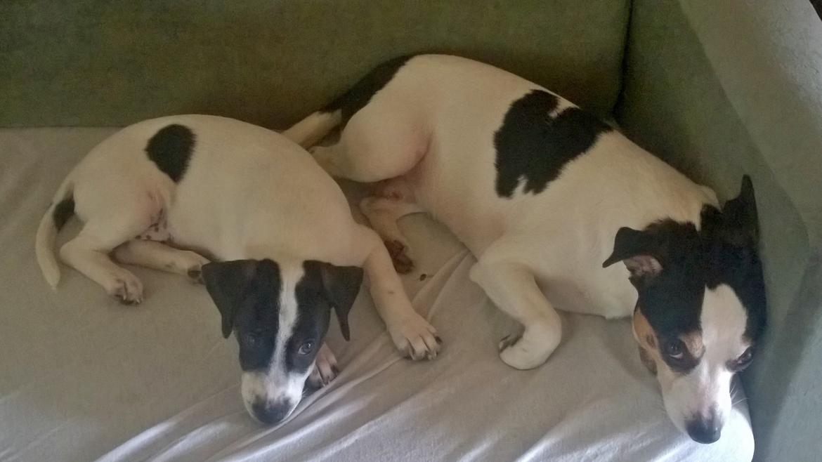 Blanding af racer Marley billede 33