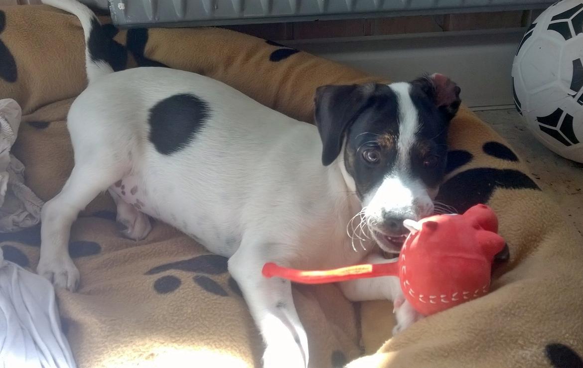 Blanding af racer Marley billede 29