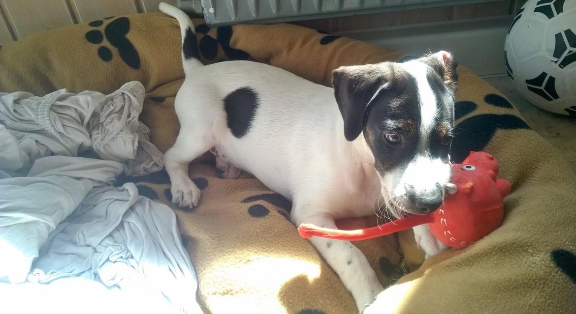 Blanding af racer Marley billede 32