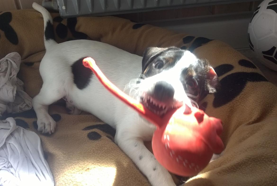 Blanding af racer Marley billede 35