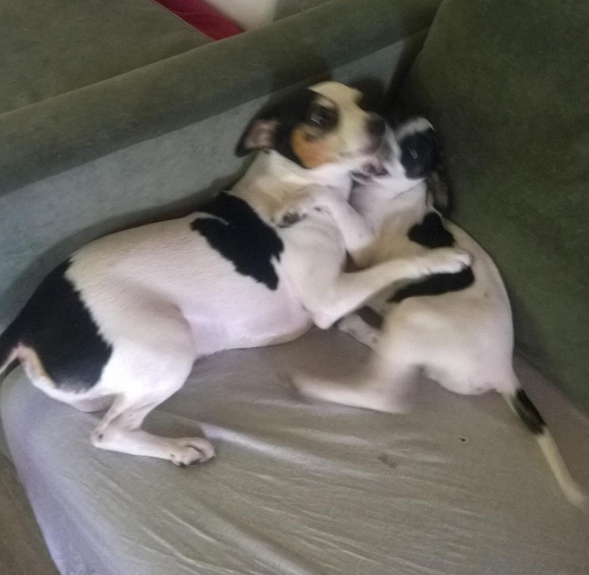 Blanding af racer Marley billede 34