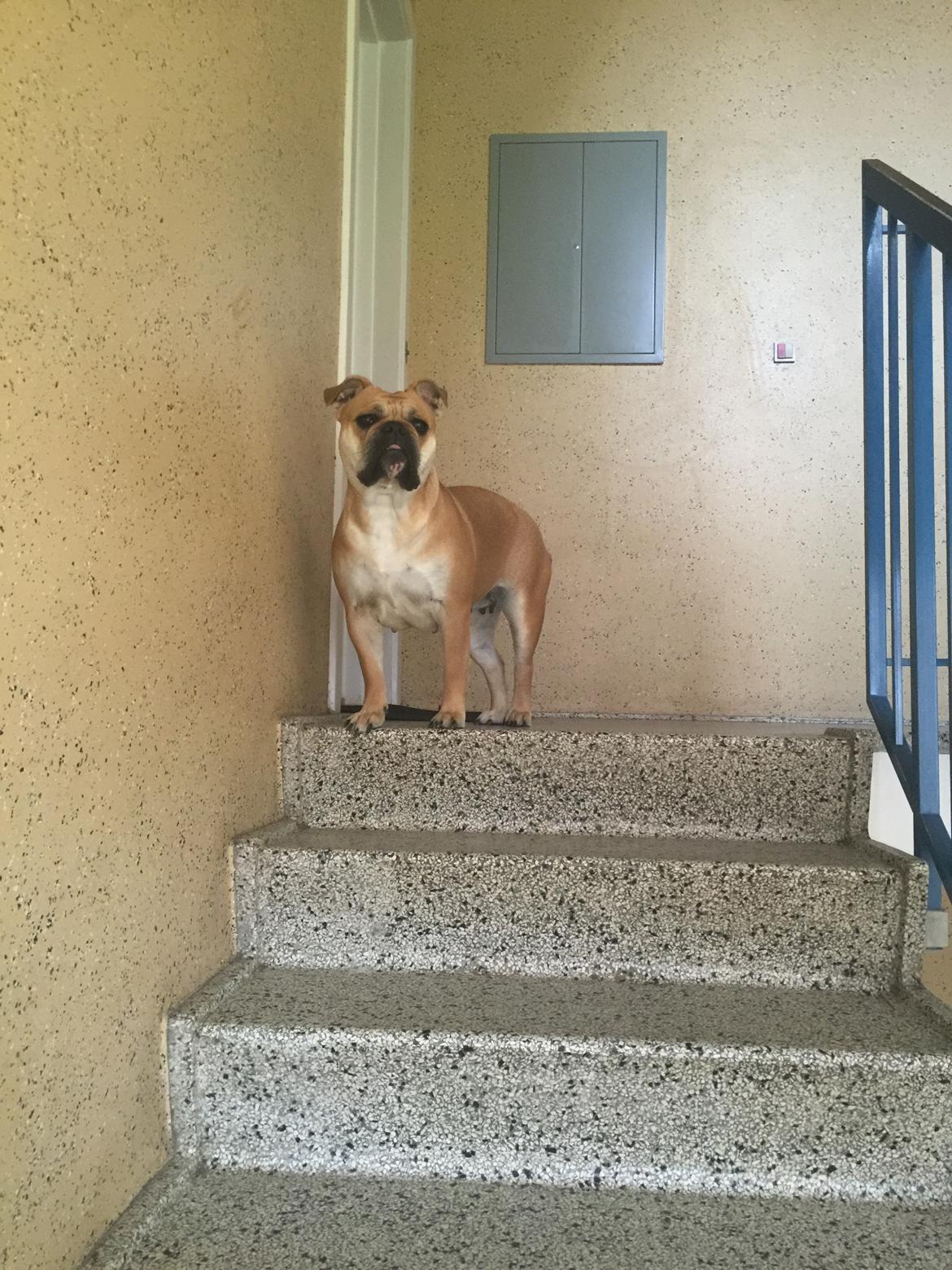 Olde english bulldogge Bulltok´s YOGI  billede 12