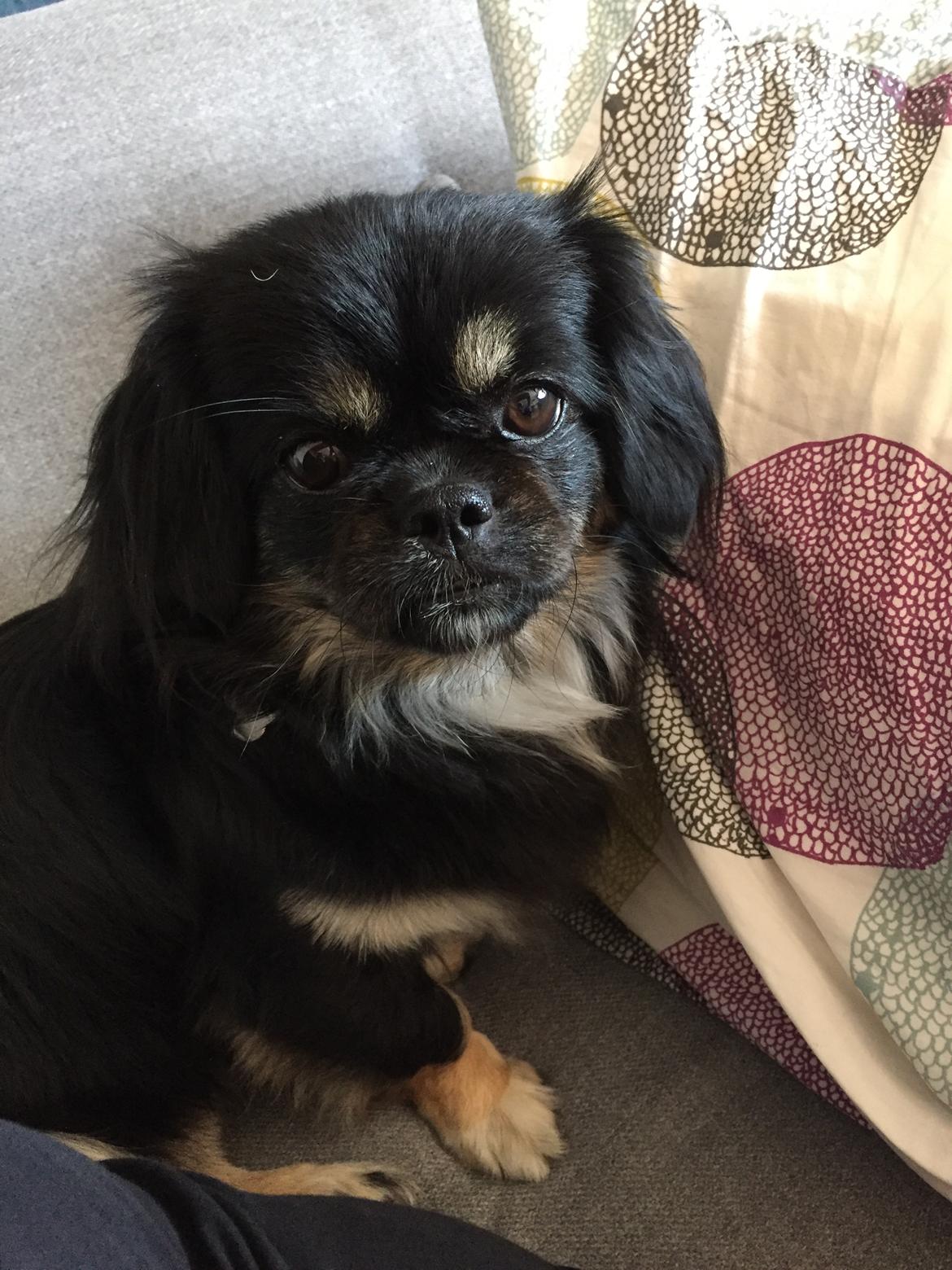 Blanding af racer Bella billede 1