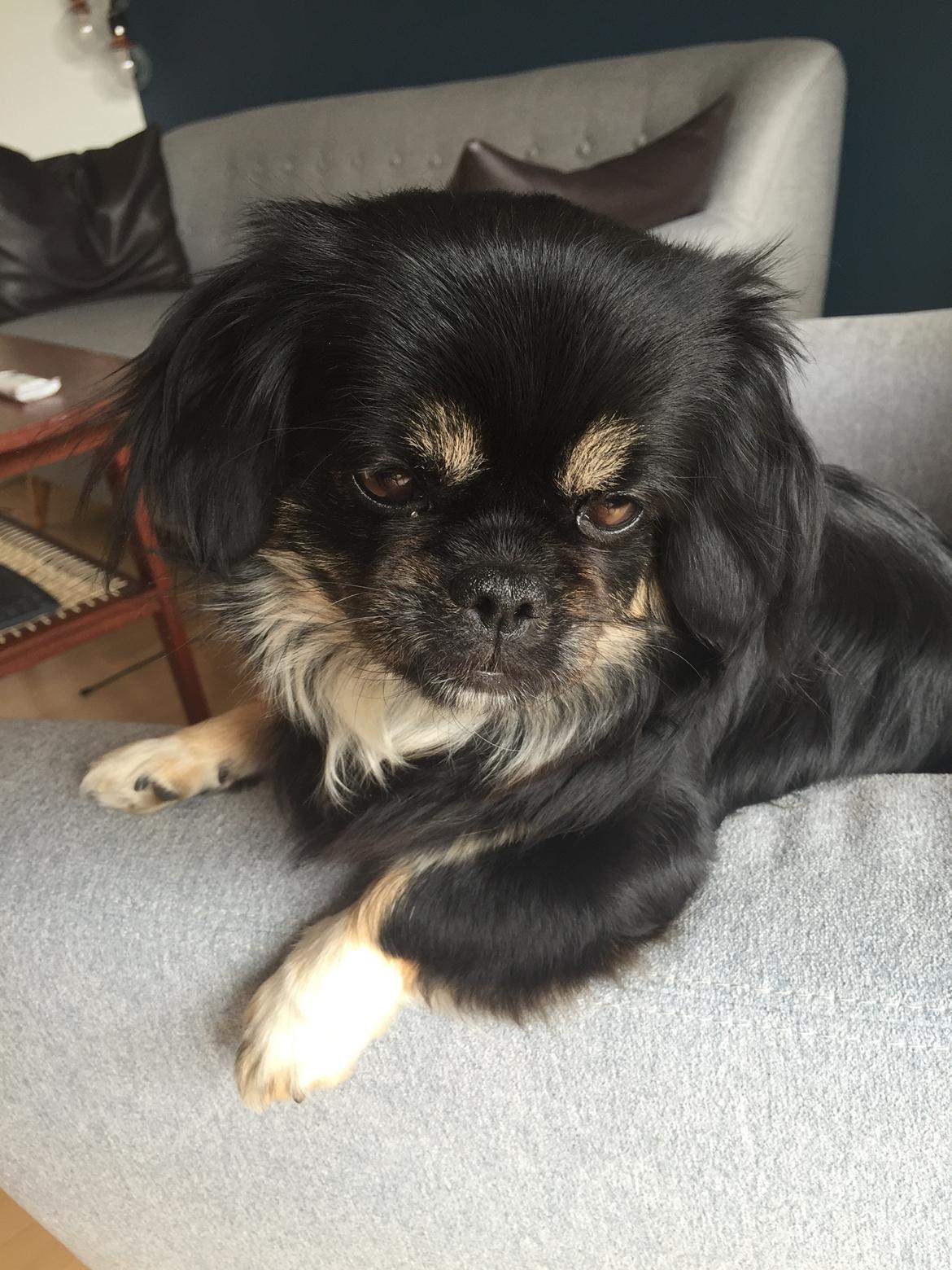 Blanding af racer Bella billede 2