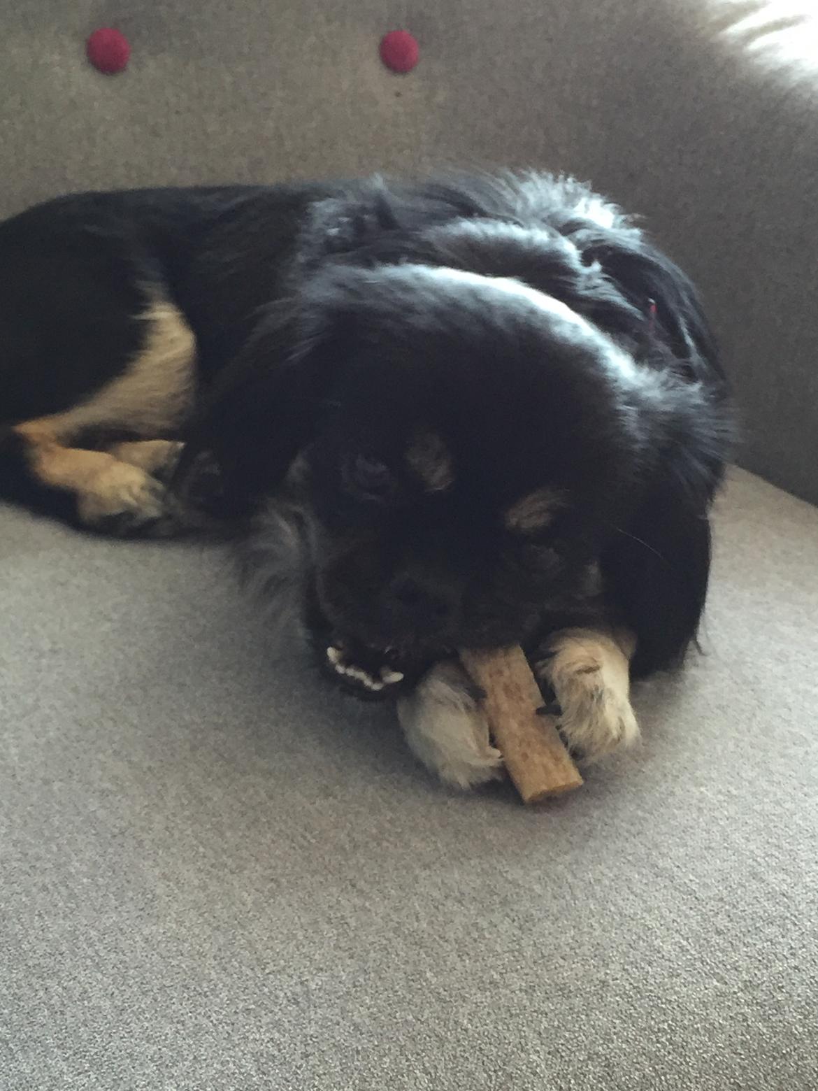 Blanding af racer Bella billede 4