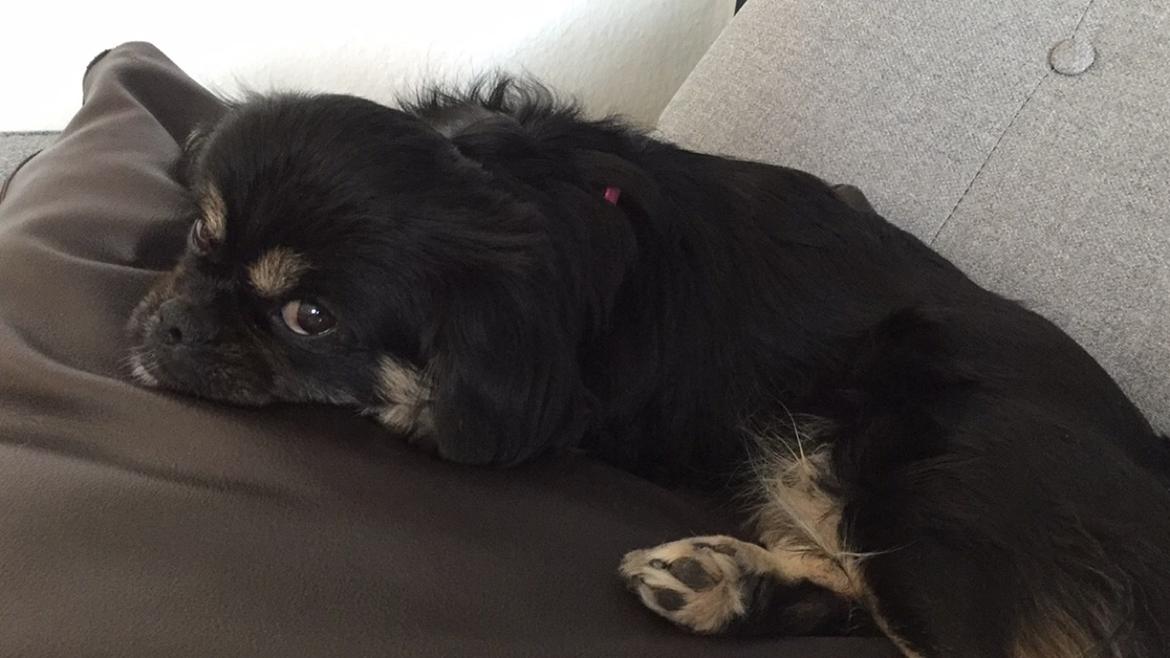 Blanding af racer Bella billede 5