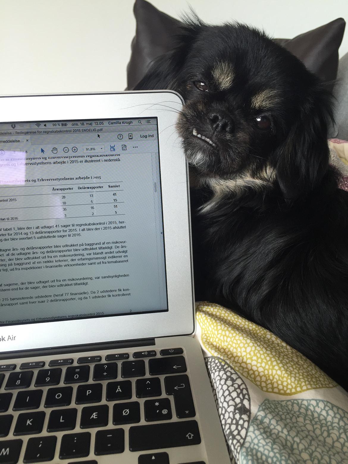 Blanding af racer Bella billede 3