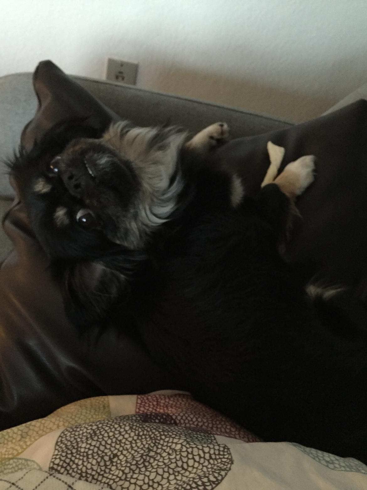 Blanding af racer Bella billede 7