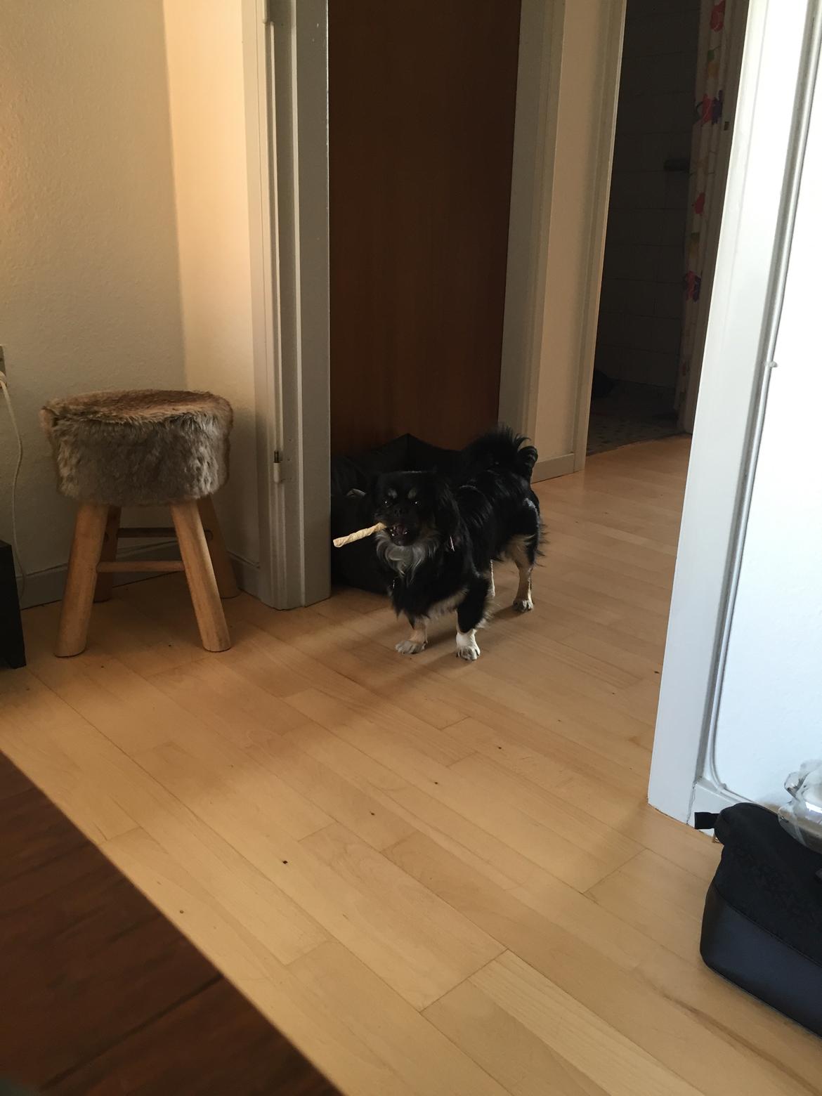 Blanding af racer Bella billede 8