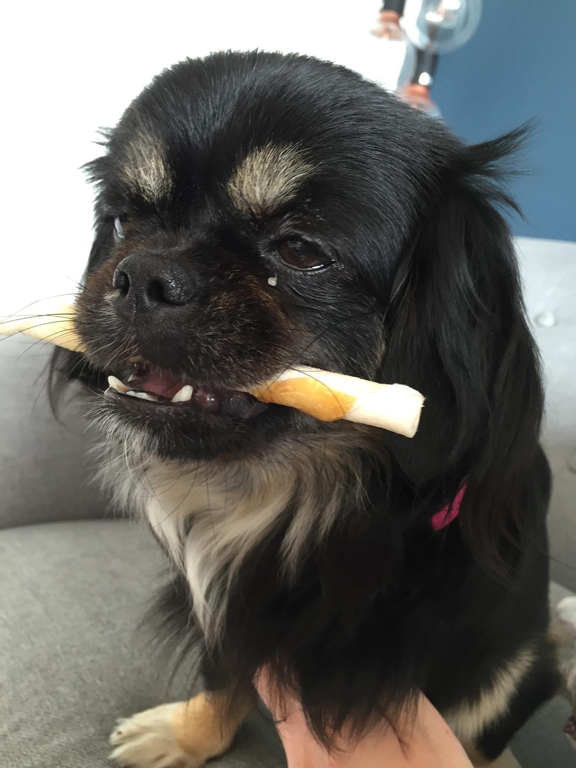 Blanding af racer Bella billede 6