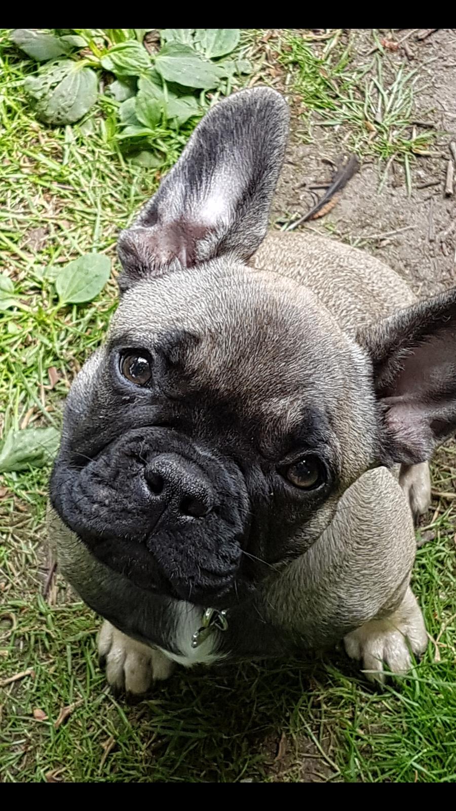 Fransk bulldog Charlie billede 16