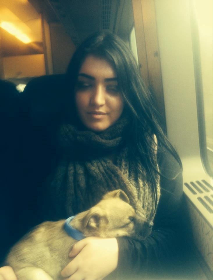 Schæferhund Chino - Dagen jeg hentede ham. billede 1