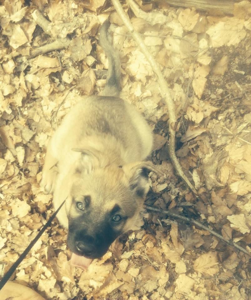 Schæferhund Chino billede 2