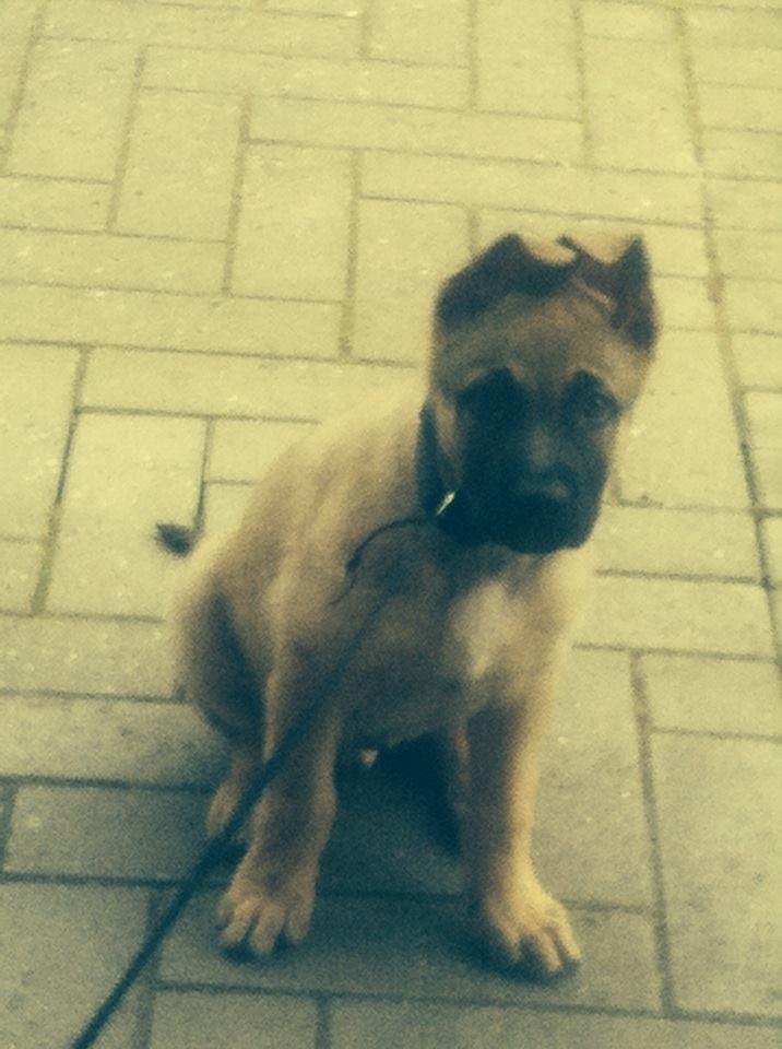 Schæferhund Chino billede 3