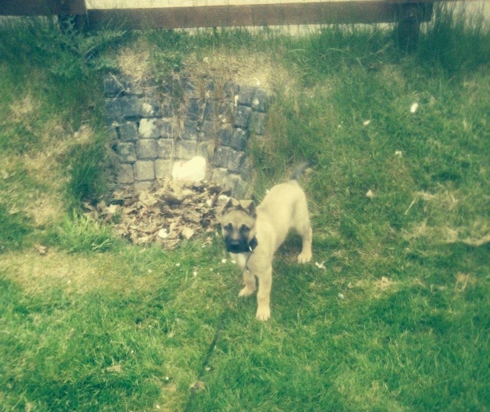 Schæferhund Chino billede 4