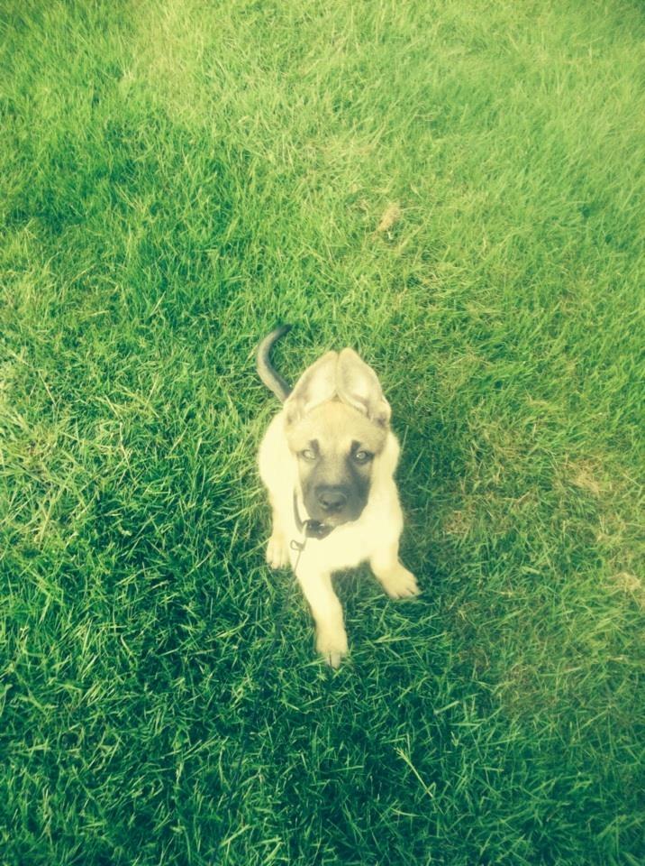 Schæferhund Chino billede 5