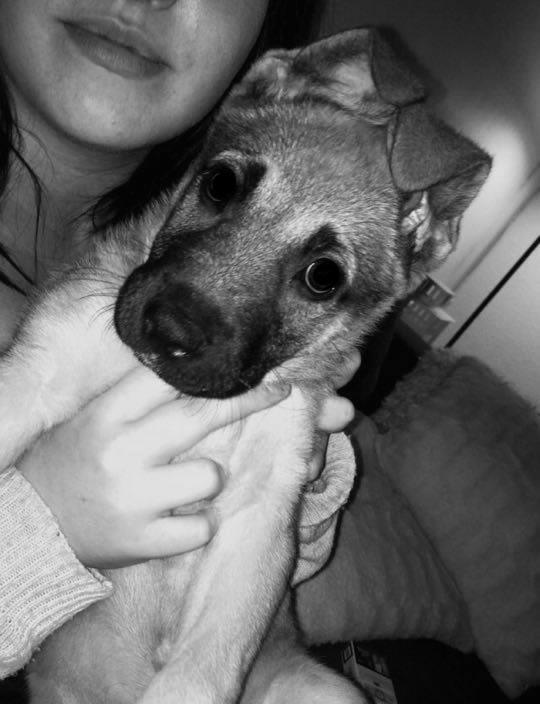 Schæferhund Chino billede 6