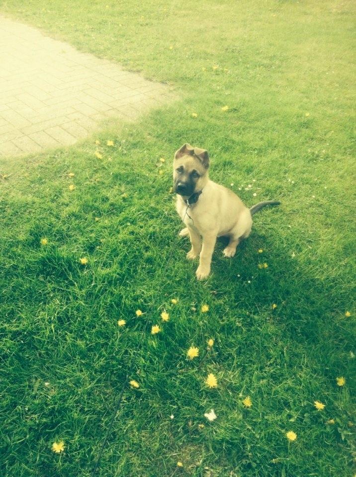 Schæferhund Chino billede 7