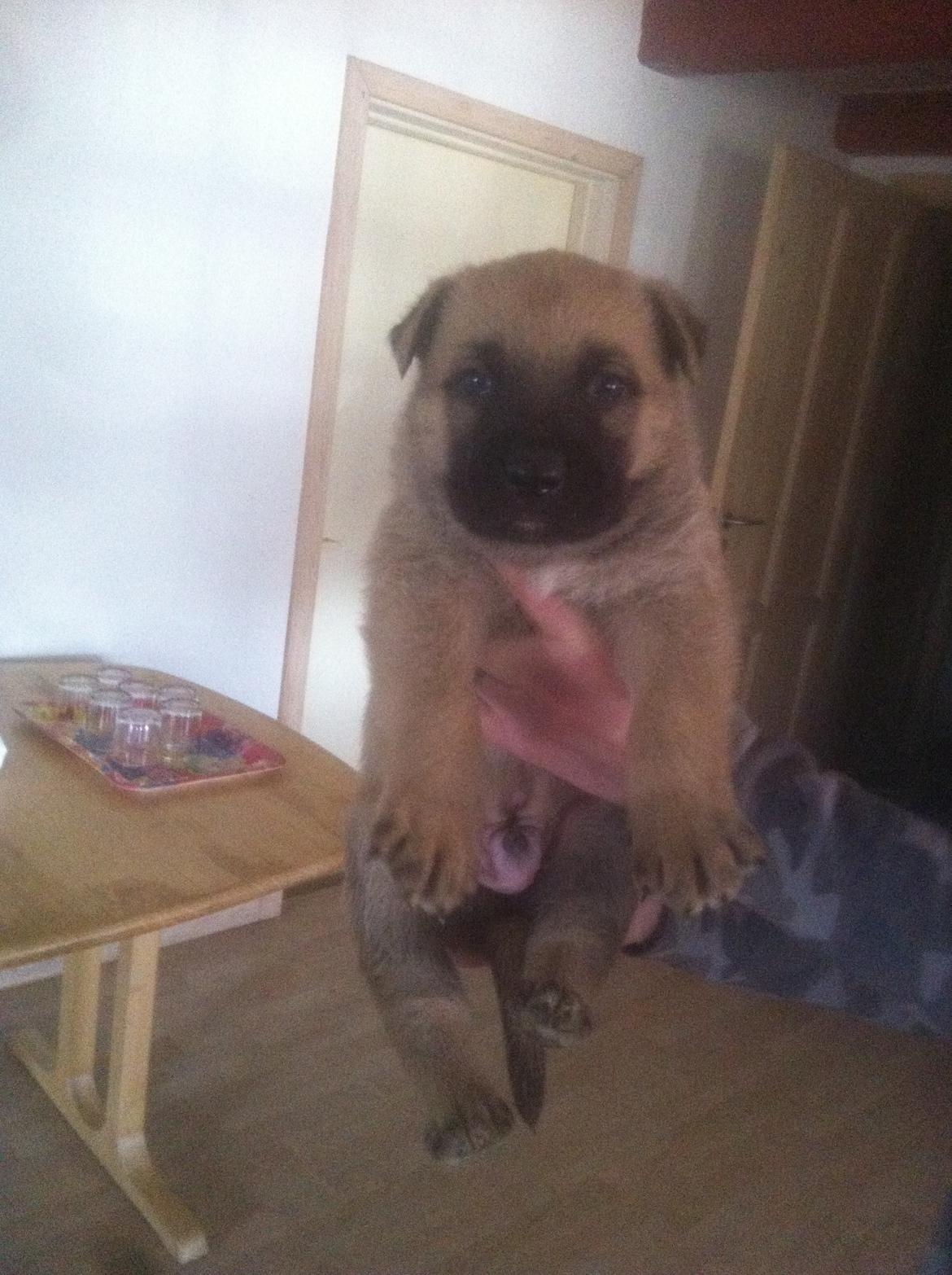 Schæferhund Chino - 1 måned gammel billede 8