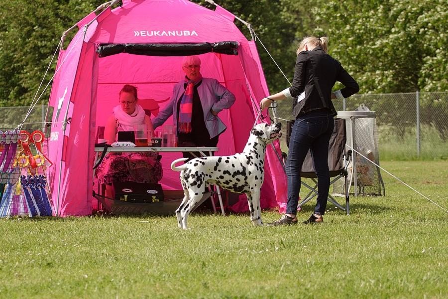 Dalmatiner Hugin (Spotdog's Everything Elegant) - På udstilling i Vissenbjerg - han var en stjerne! billede 45