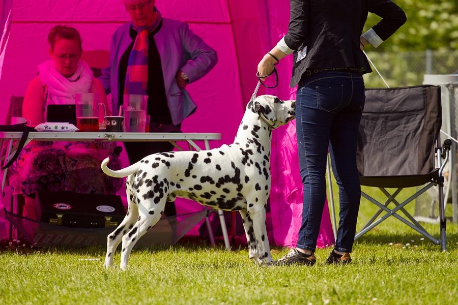 Dalmatiner Hugin (Spotdog's Everything Elegant) - På udstilling i Vissenbjerg - han var en stjerne! billede 46