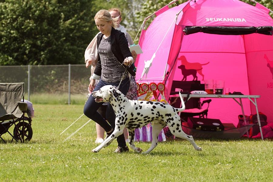 Dalmatiner Hugin (Spotdog's Everything Elegant) - På udstilling i Vissenbjerg - han var en stjerne! billede 47