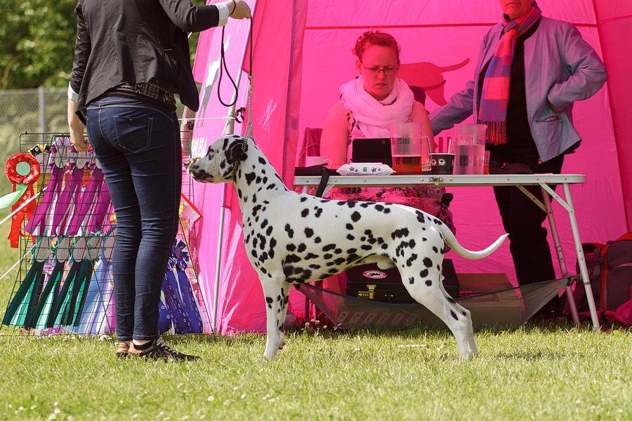 Dalmatiner Hugin (Spotdog's Everything Elegant) - På udstilling i Vissenbjerg - han var en stjerne! billede 3