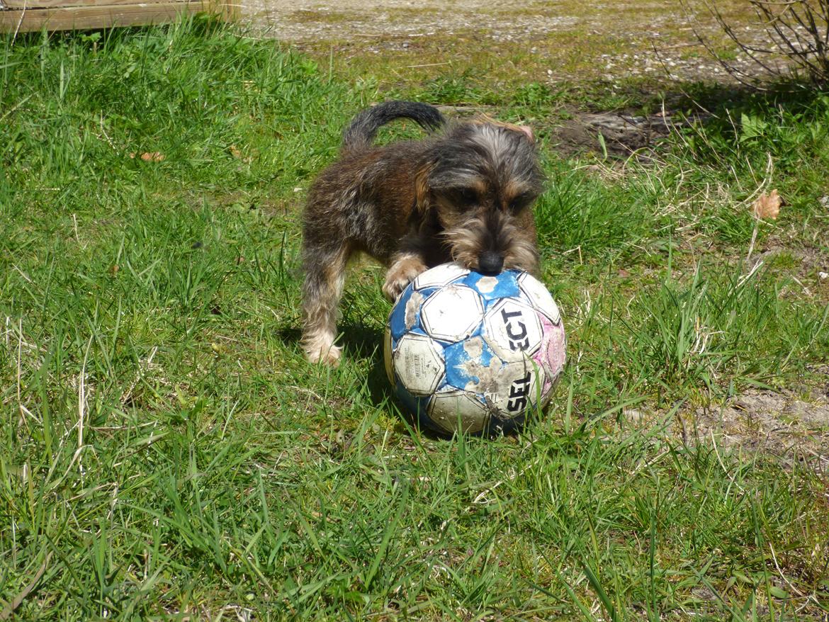 Gravhund Møffe billede 29