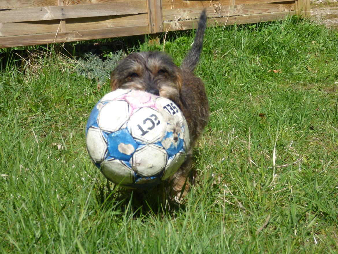 Gravhund Møffe billede 30