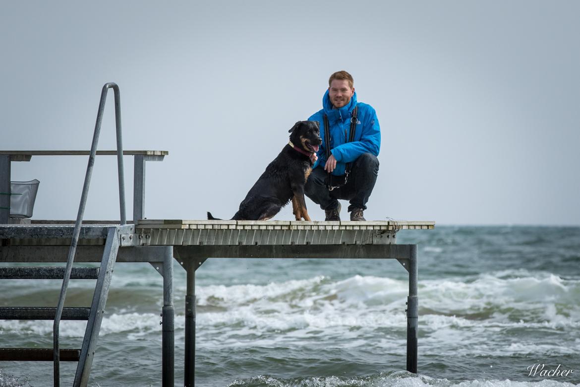 Blanding af racer Sally (Border Collie / Rottweiler) billede 1