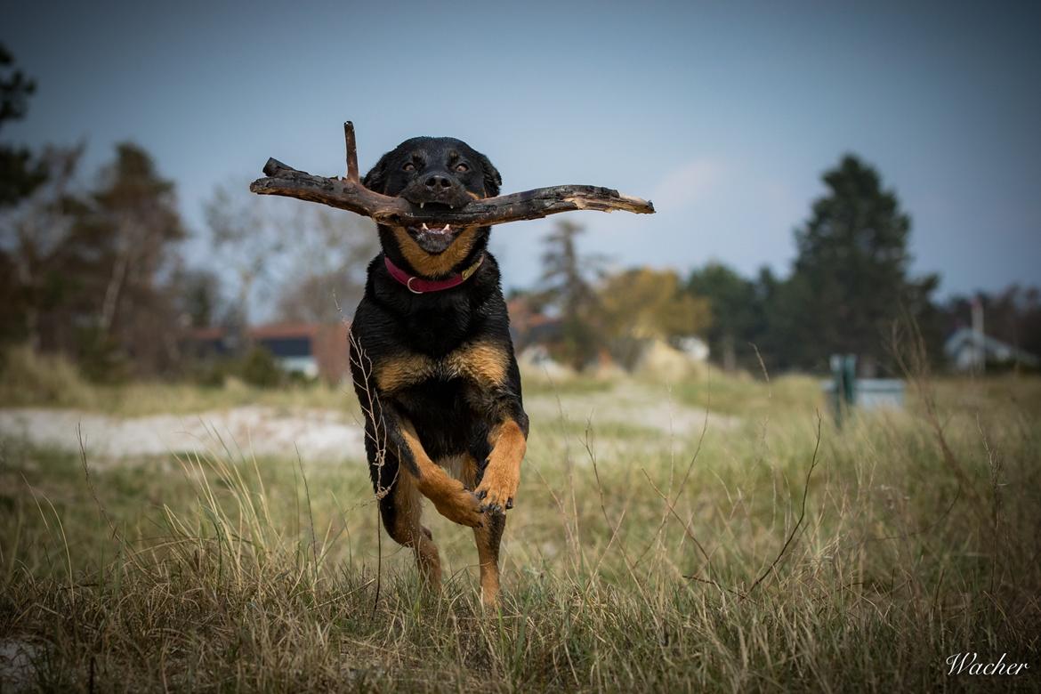 Blanding af racer Sally (Border Collie / Rottweiler) billede 5