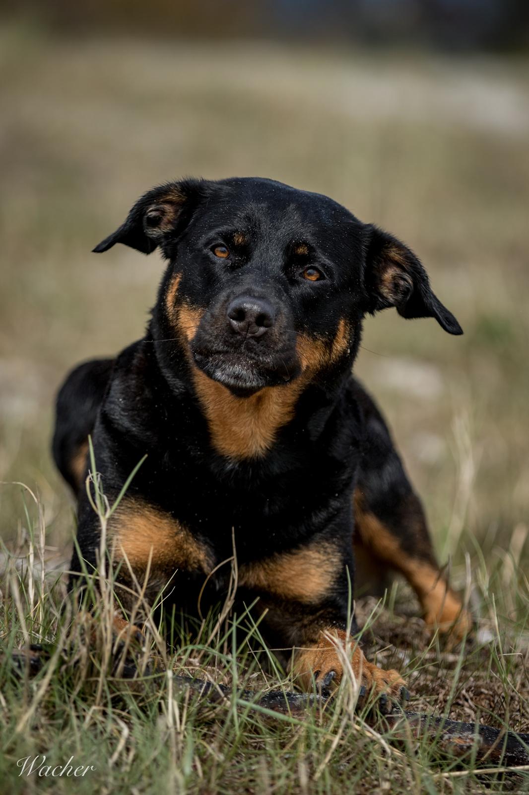 Blanding af racer Sally (Border Collie / Rottweiler) billede 30