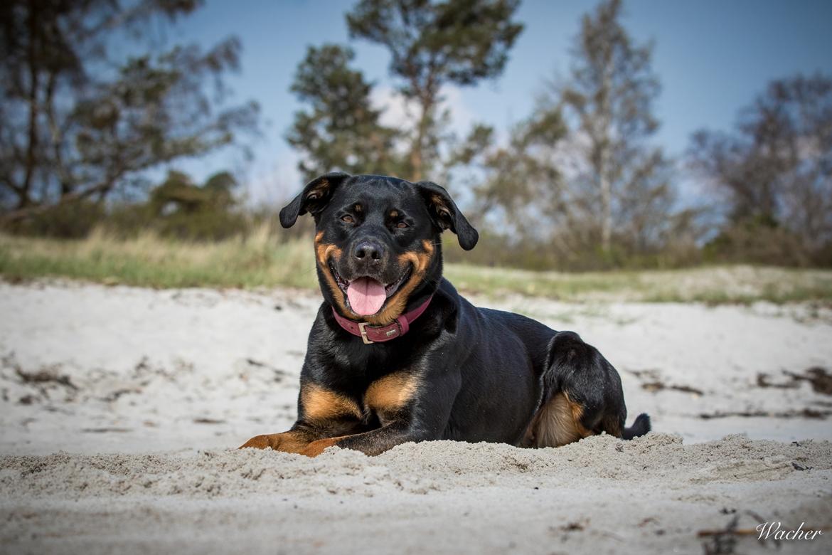 Blanding af racer Sally (Border Collie / Rottweiler) billede 6