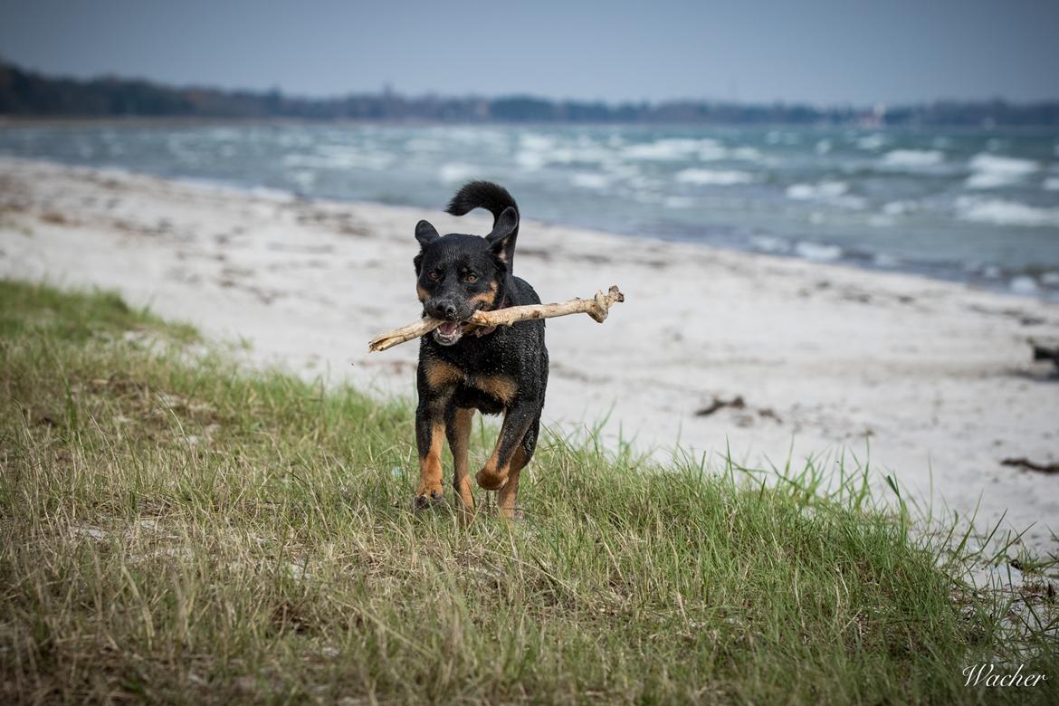 Blanding af racer Sally (Border Collie / Rottweiler) billede 15