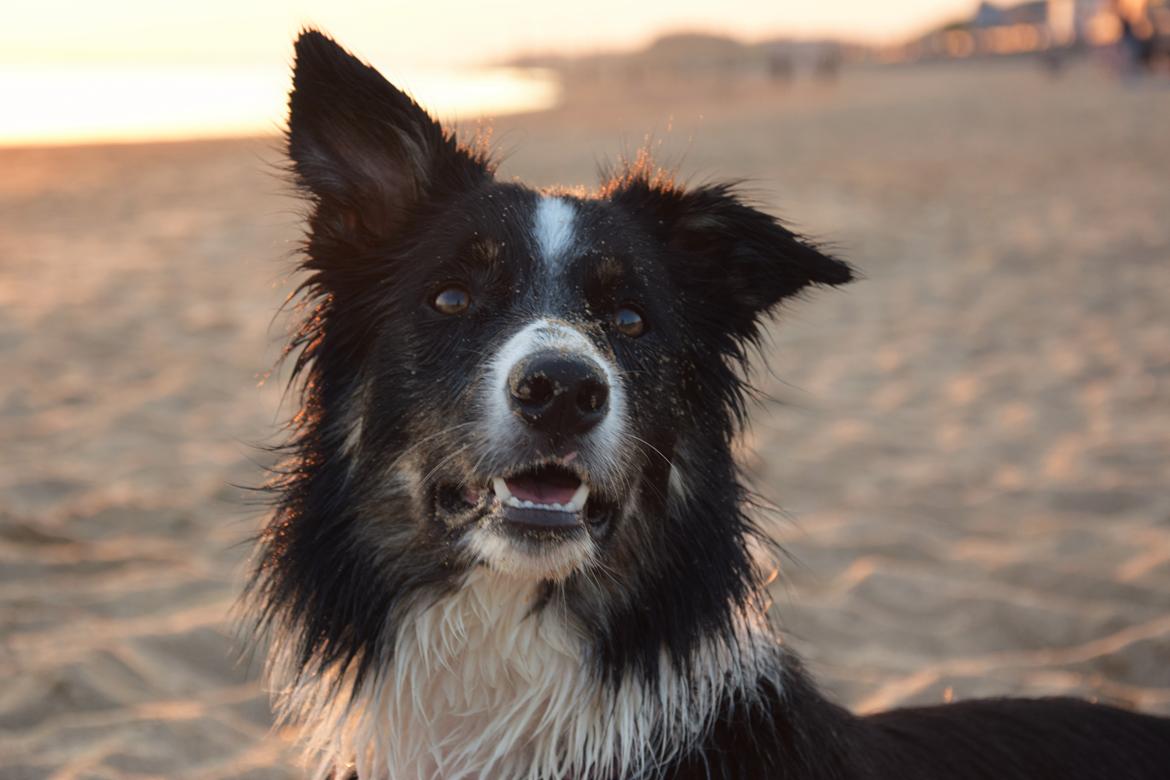 Border collie Mayzie  - Strandtur 2016 billede 5