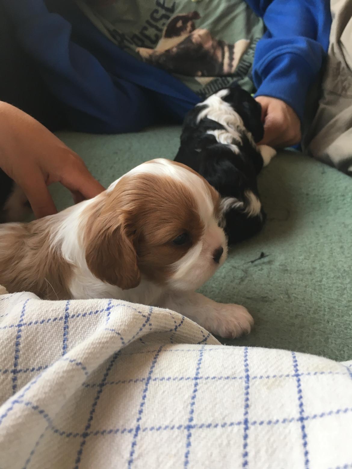 Cavalier king charles spaniel Clara billede 1