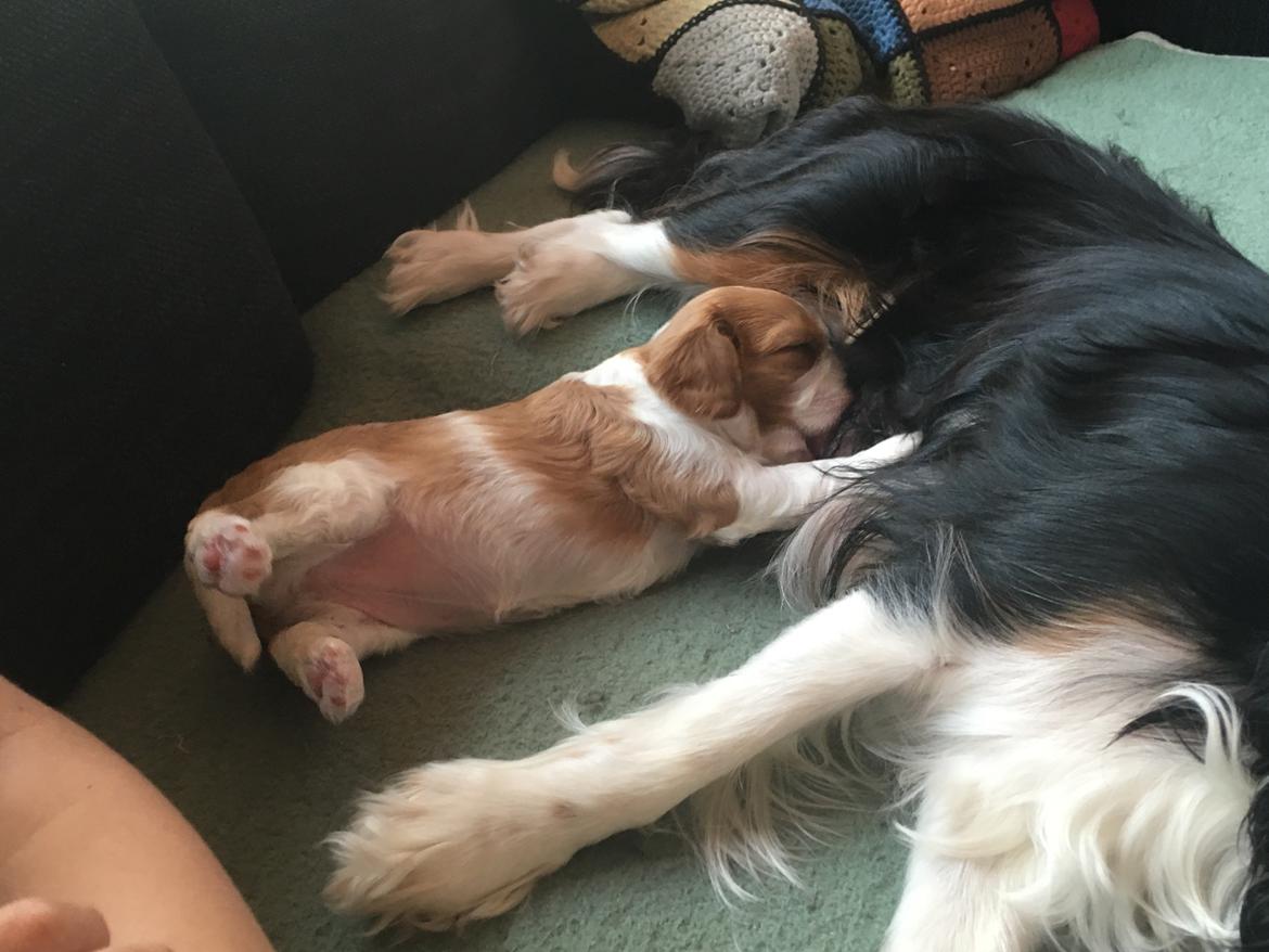 Cavalier king charles spaniel Clara billede 2