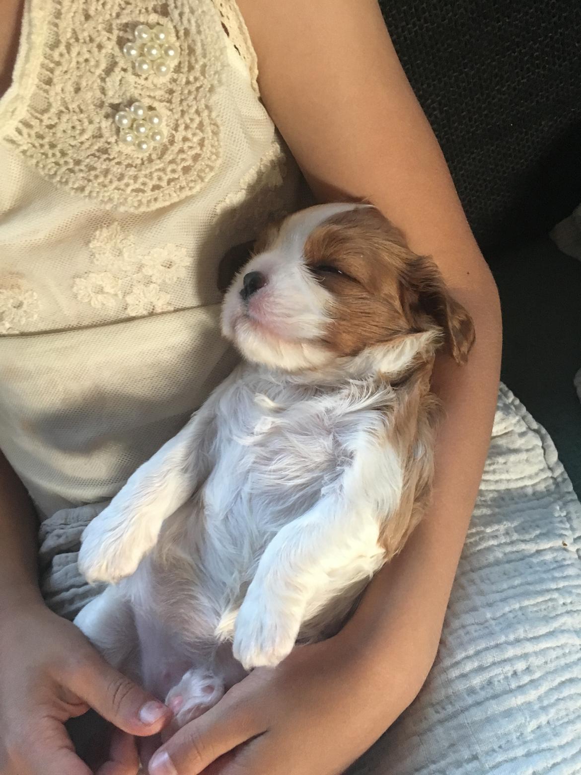 Cavalier king charles spaniel Clara billede 4