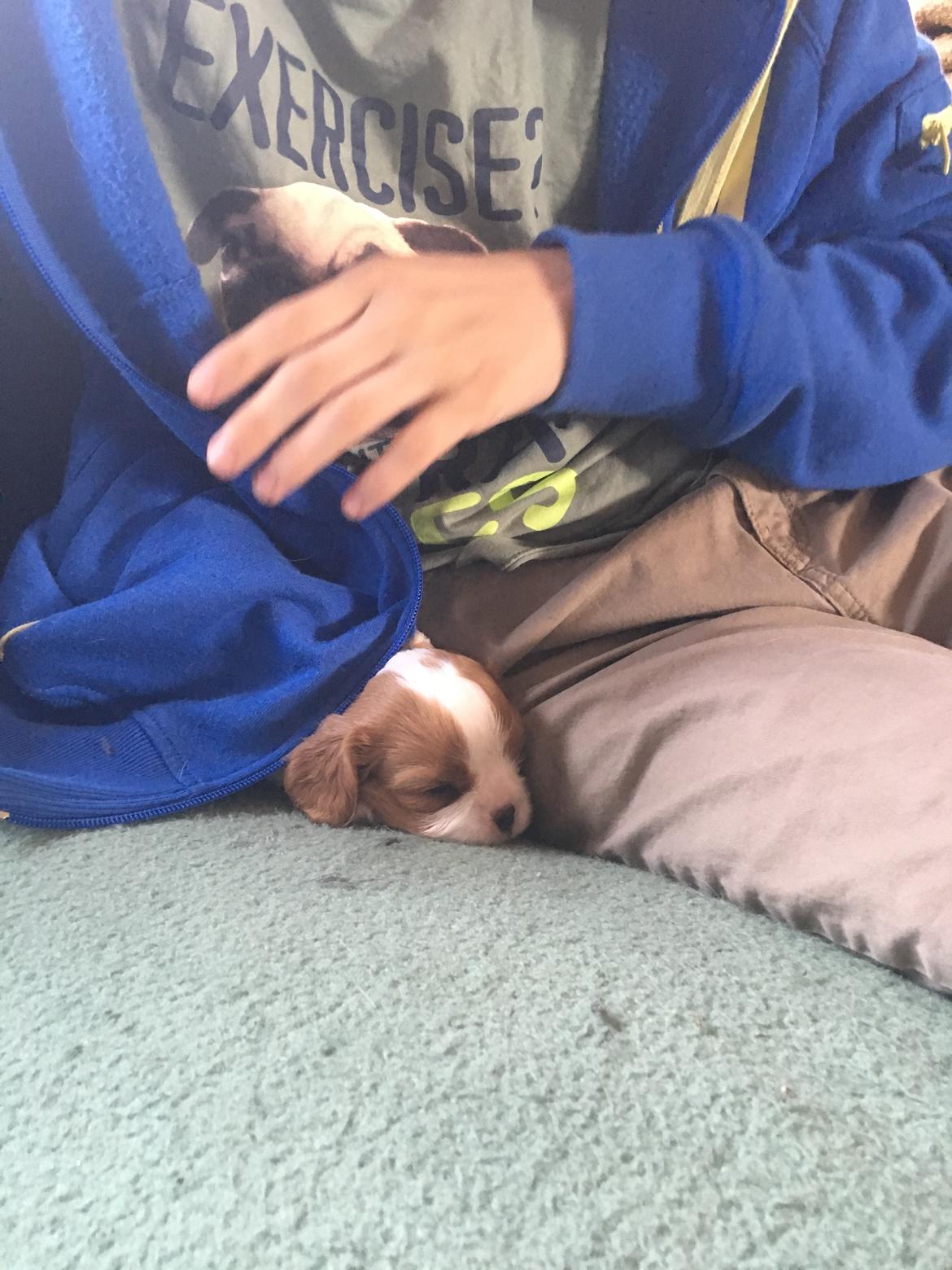 Cavalier king charles spaniel Clara billede 3