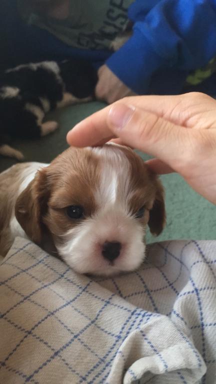 Cavalier king charles spaniel Clara billede 5