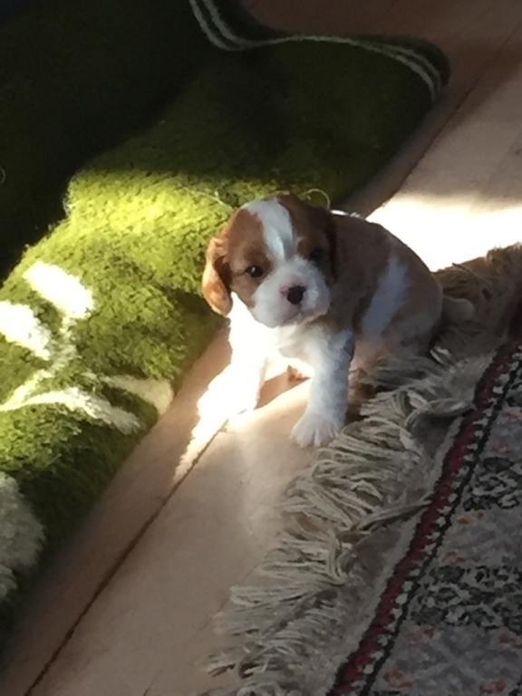 Cavalier king charles spaniel Clara billede 6