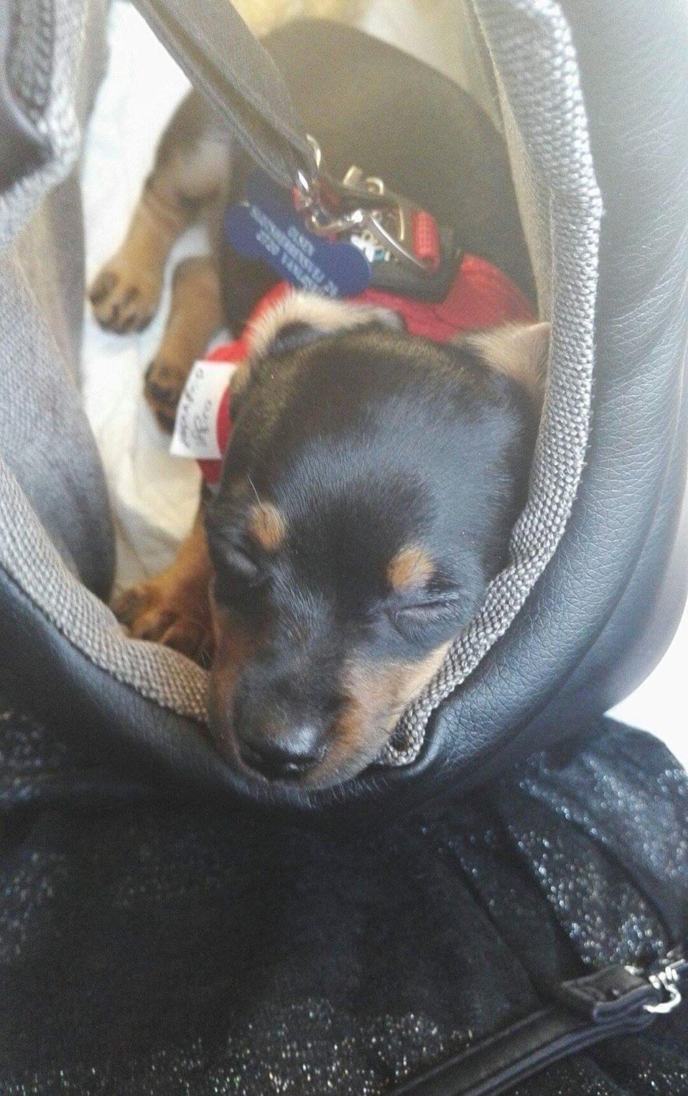 Blanding af racer Frej  billede 1