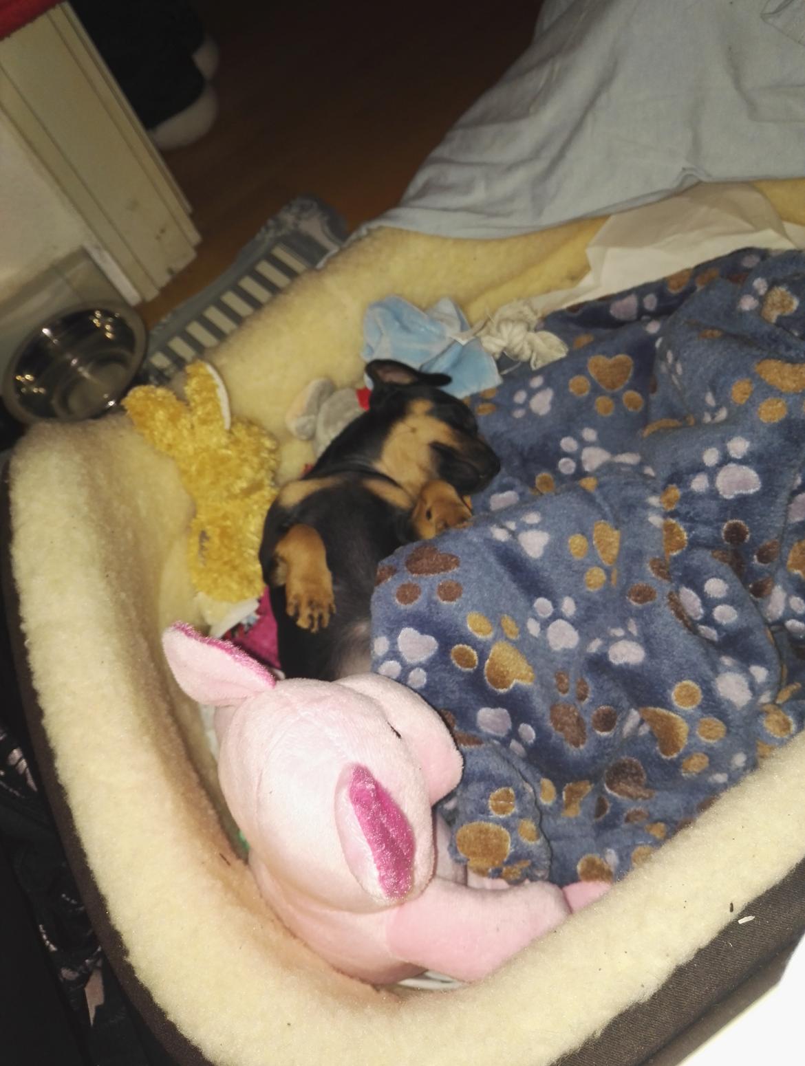 Blanding af racer Frej  billede 2