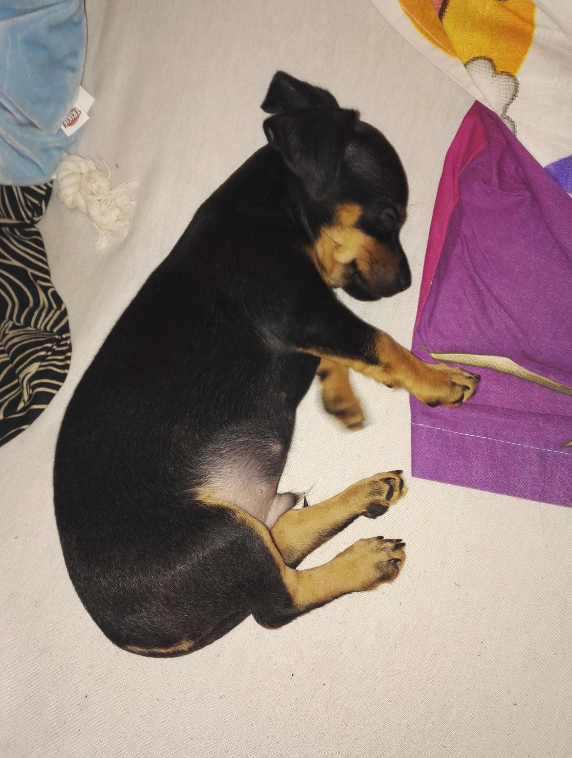 Blanding af racer Frej  billede 3