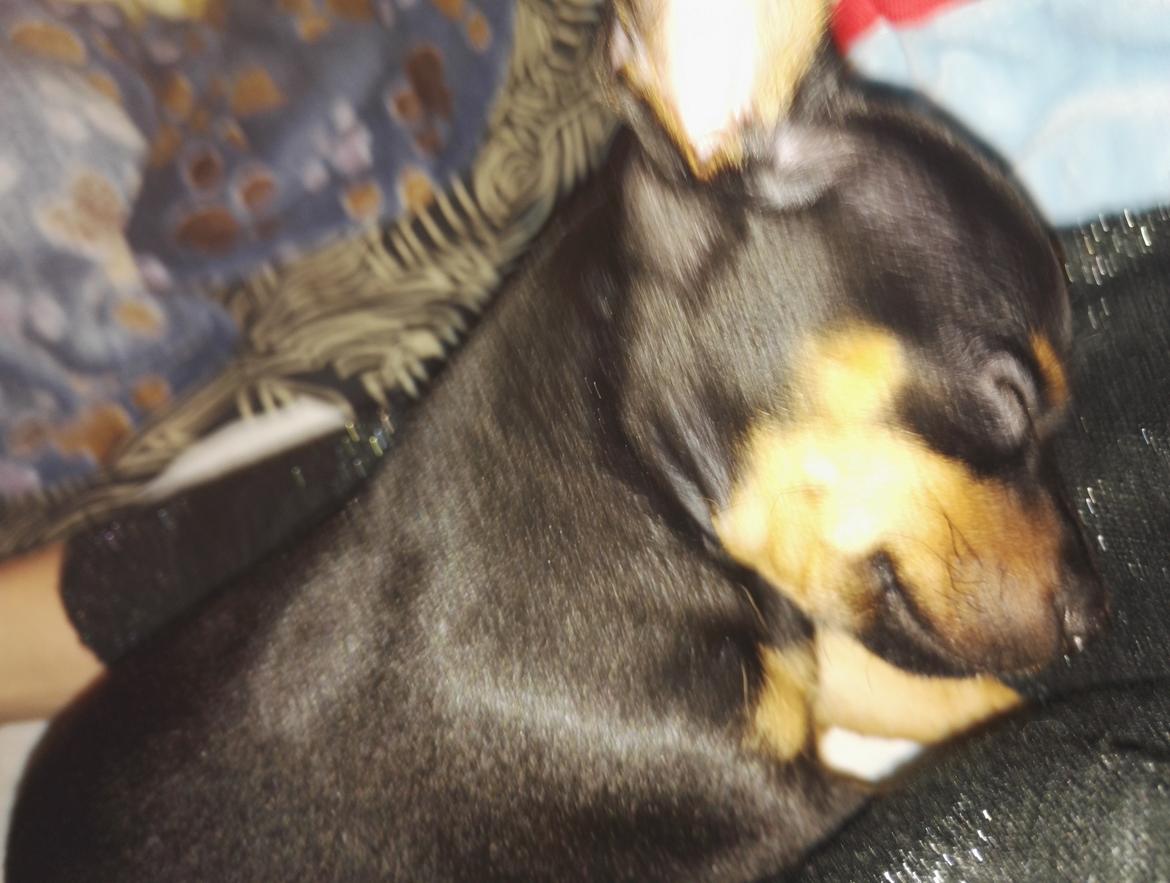 Blanding af racer Frej  billede 4