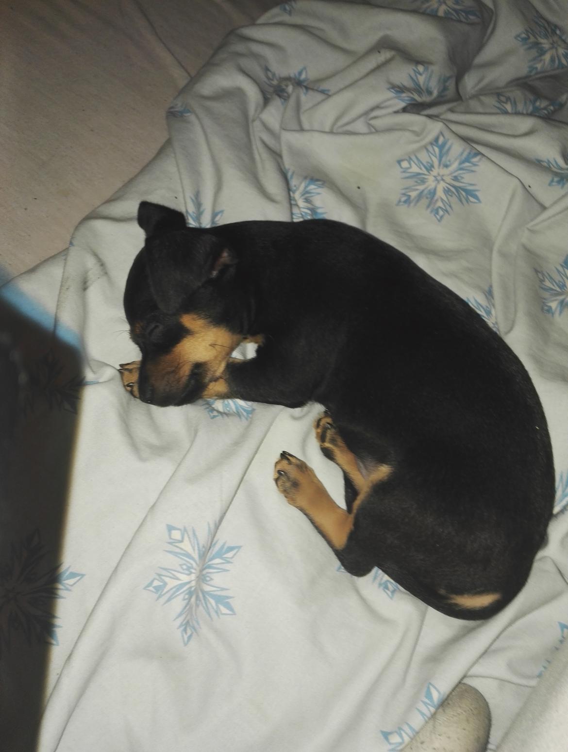 Blanding af racer Frej  billede 5