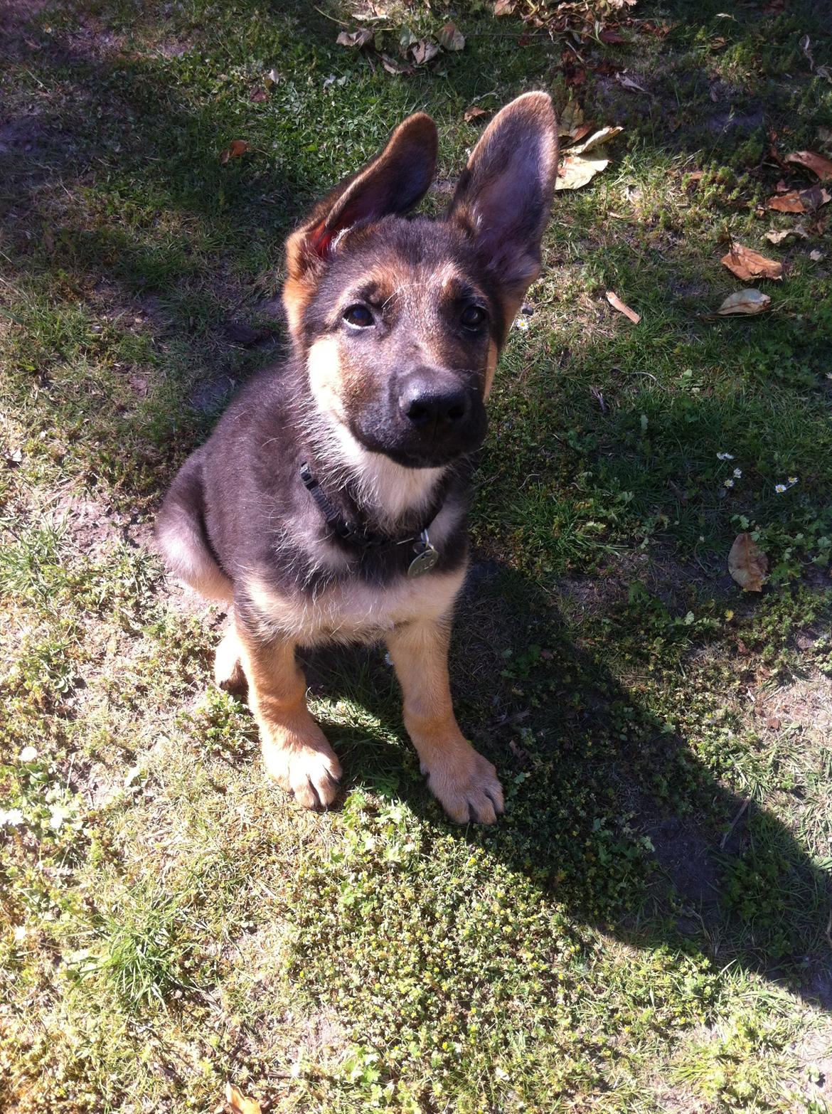 Schæferhund Milo - Milo 12 uger :) billede 25