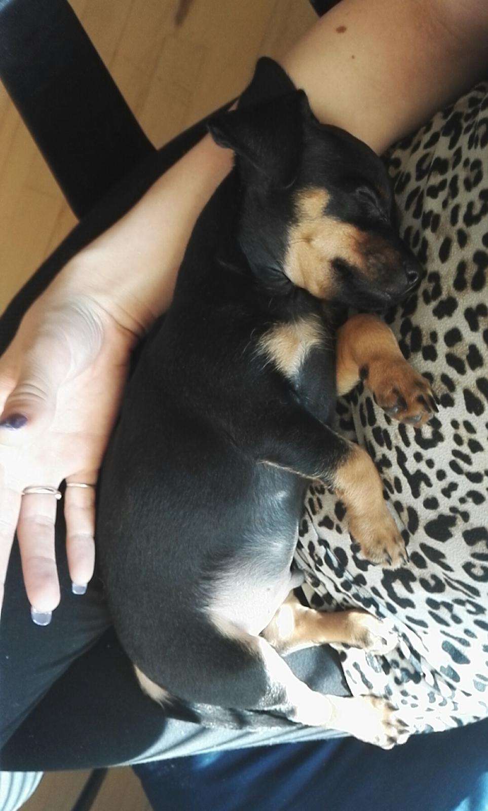 Blanding af racer Frej  billede 6